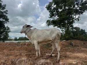 カンボジア留学プログラムの様子 3
